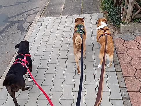 Social Walk