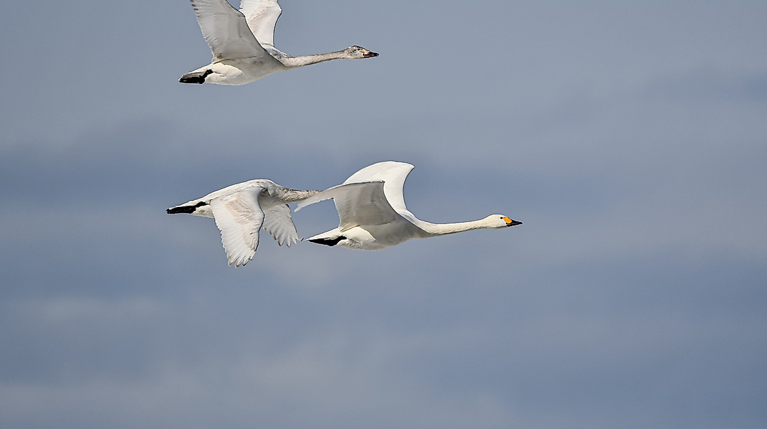 swans-gc7f16b0c5_1920