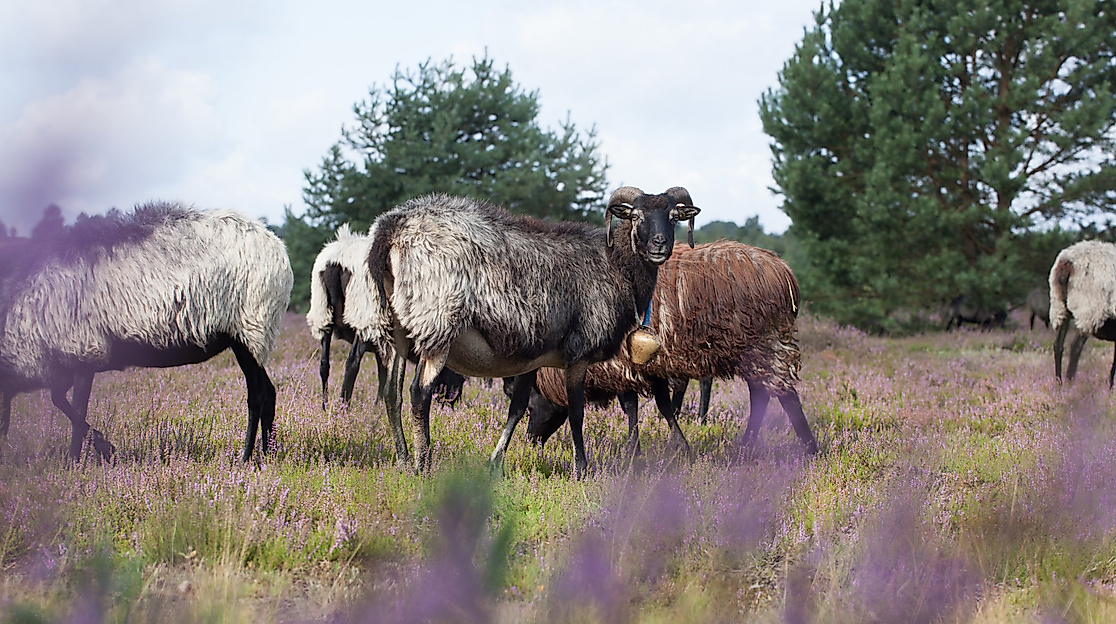 Im Reich der Heidschnucken - Wanderung am Heidschnuckenweg