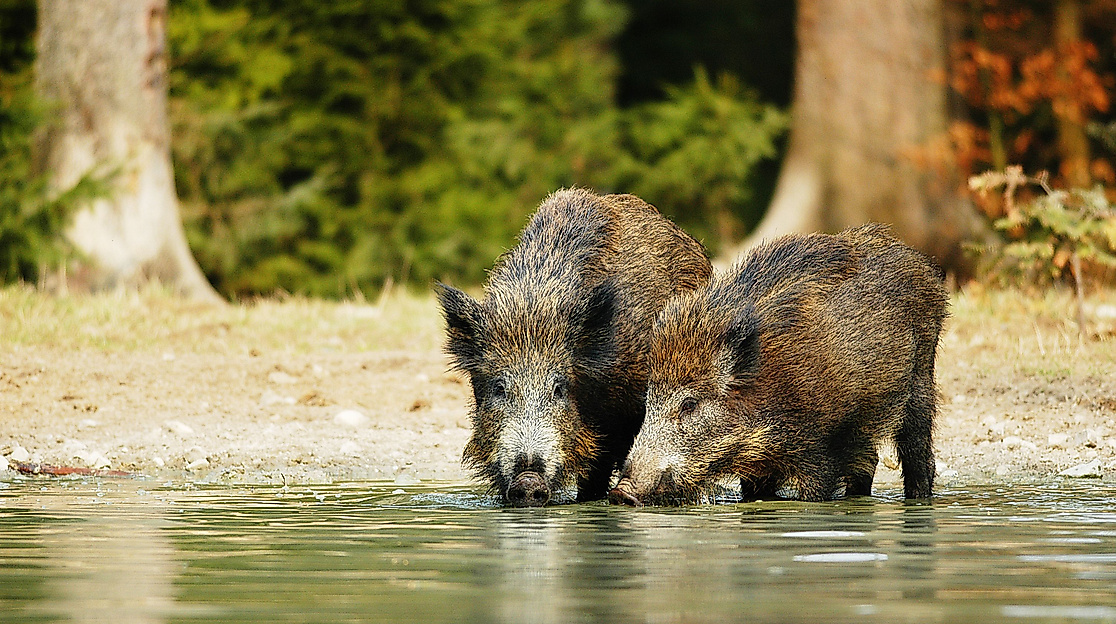 Forstwild hautnah erleben