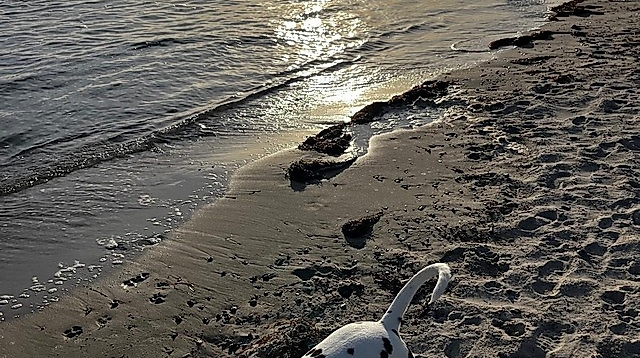 Geführte Hundespaziergänge