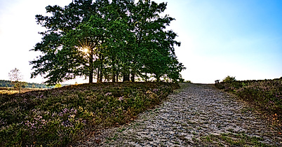 Lueneburger Heide