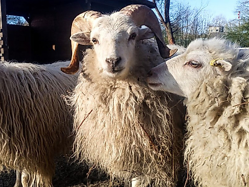 Tierischer Herbstspaziergang