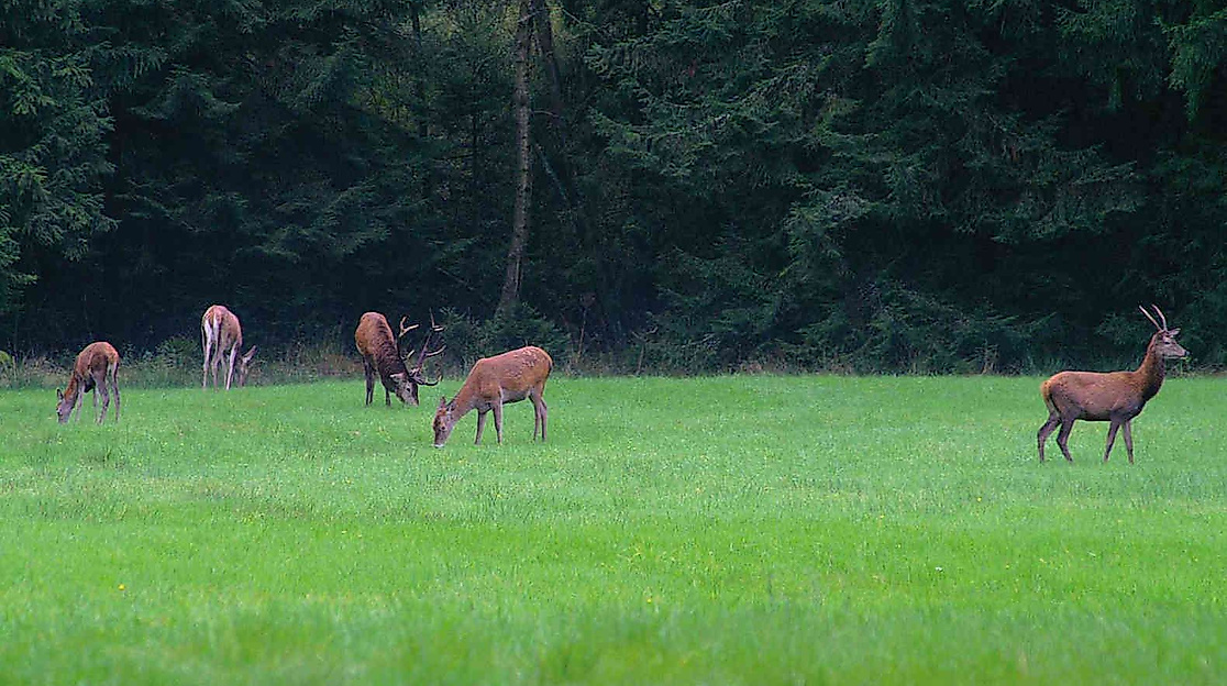 Rotwild beim Traumzeithof