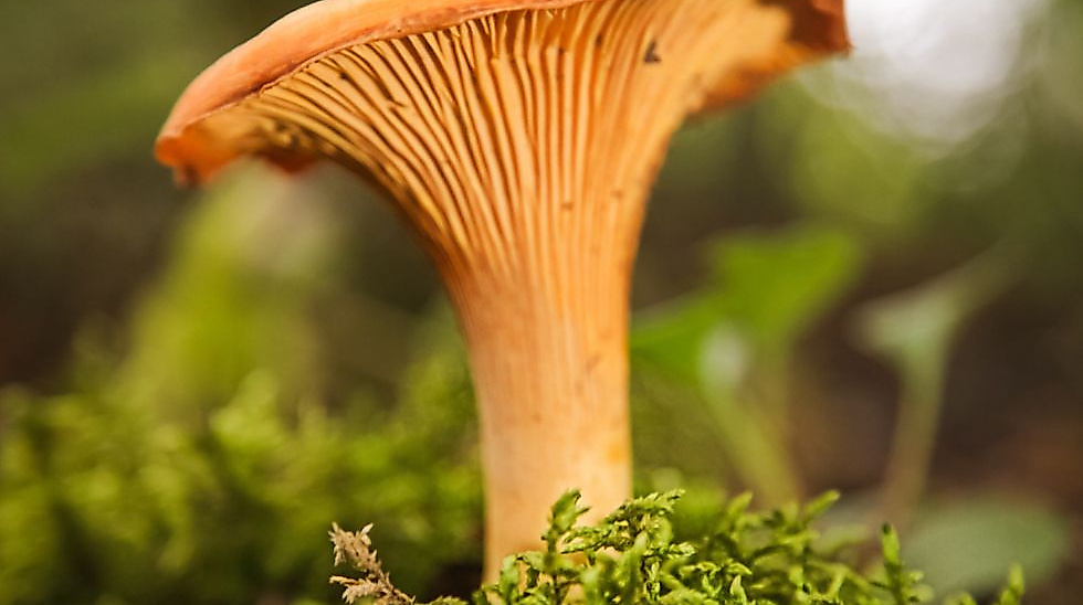 Design ohne Titelccc