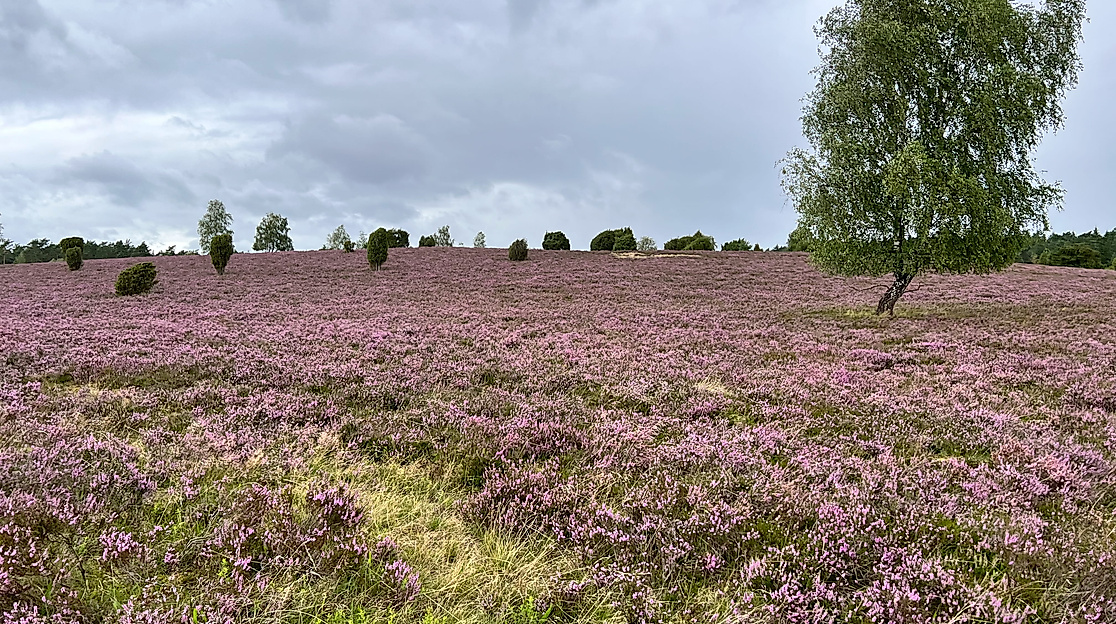 Naturpark-Erlebniswochen: Feierabendzauber in der Schwindebecker Heide
