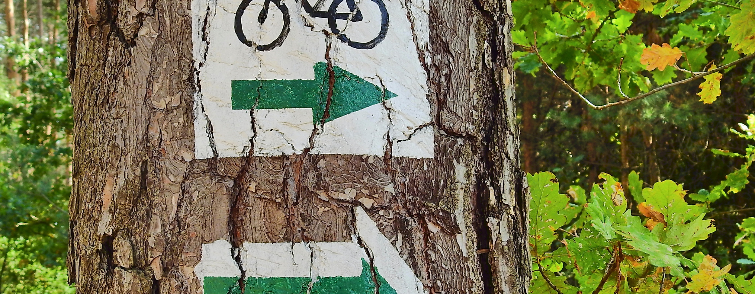 radweg_c-pixabay-erwin66as