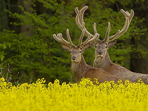 Deutschlands wilder Norden