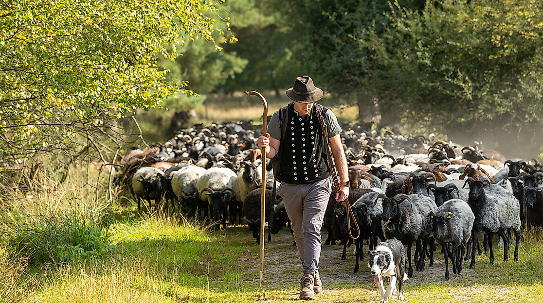 Hermannsburg_Misselhorner_Heide_Heidschnucken_Schaefer_Eintrieb_ccbysa_tl_20250821-54_web