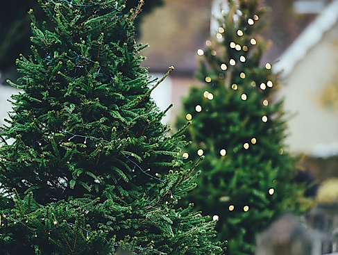 Pixabay_Annie_Spratt_christmas-tree-1149919_960_720