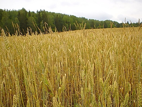 Weizenfeld