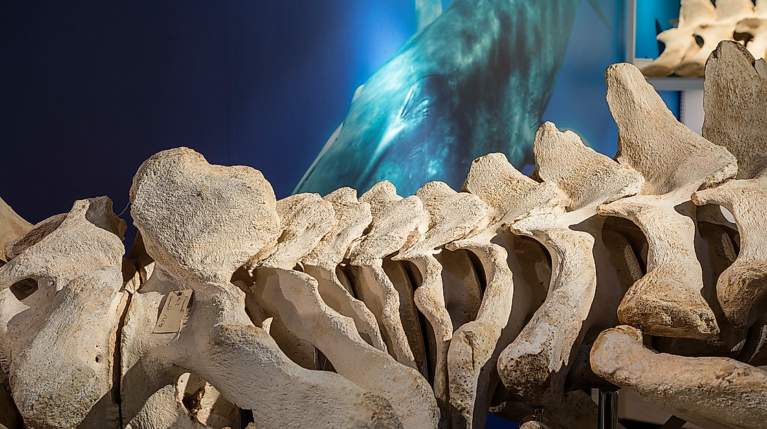 170815-CeNak-Ausstellung_62B9999-30Mp-Foto-UHH,_RRZ_MCC,_Mentz#DB2F