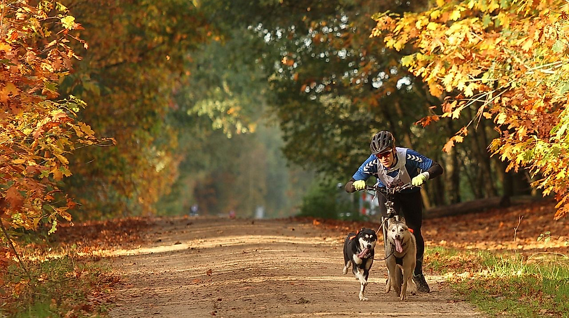 Schlittenhunderennen »Silberbergtrail« in der Wingst