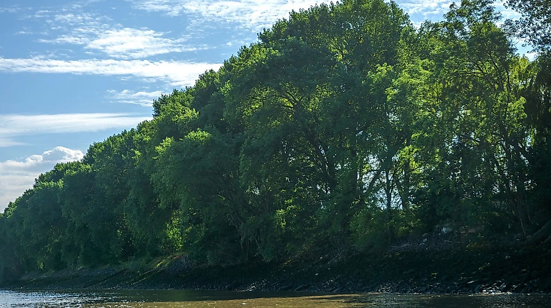Der Elbwald vom Wasser aus gesehen