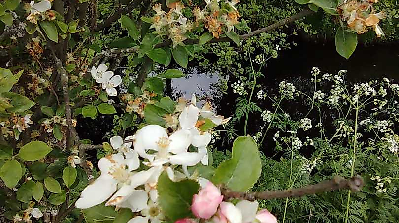 Blumen