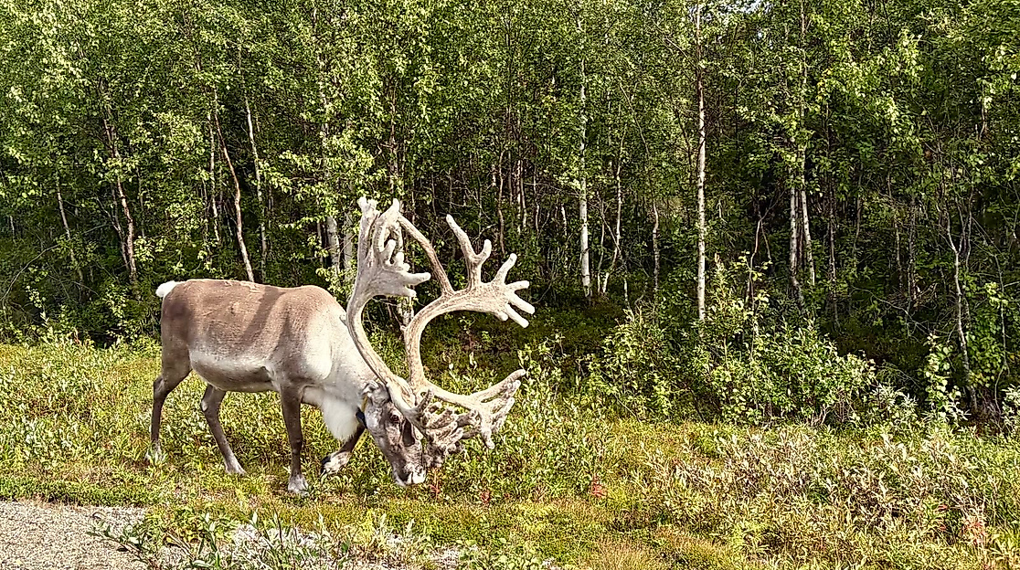 __partnerclient_tmp/event/Rentier mit riesigem Geweih