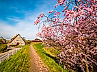 Altes Land