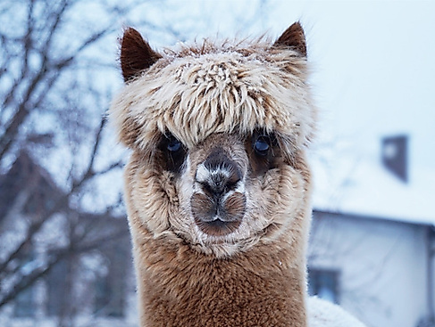 Alpaka-Tour mit Glühwein