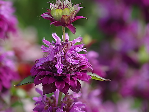 Indianernessel (Monarda 'Bergamo') IGA Berlin 2017