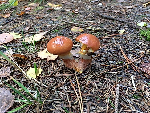 geführte Pilzwanderung