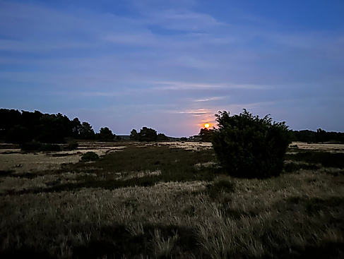 Vollmondwanderung auf dem Heidschnuckenweg - Heidetal