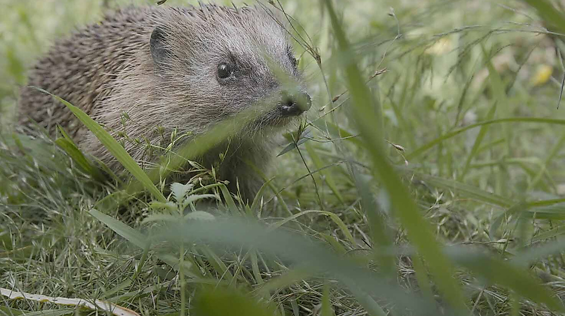 Willkommen in der Nachbarschaft