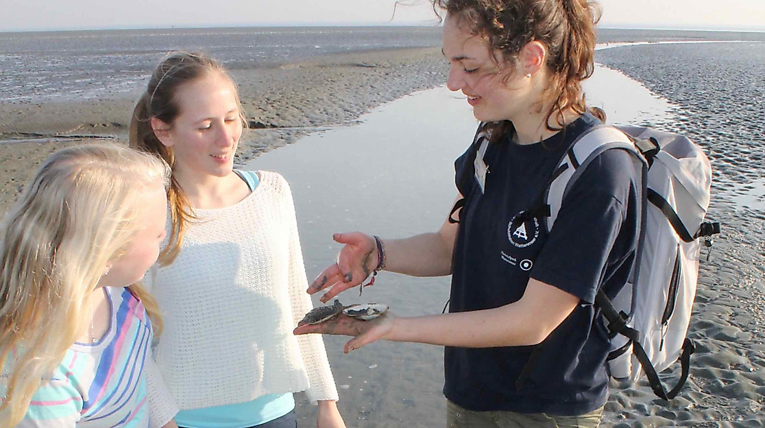 Watt für Einsteiger: Kurze Wattwanderung in Büsum