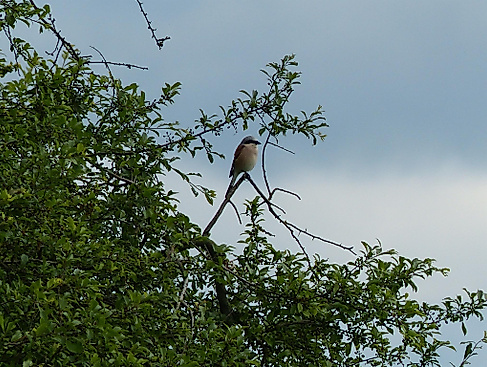 Vogelwanderung rund um den Höpen mit Weitblick