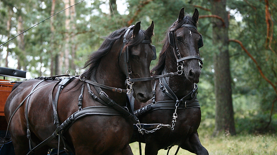 kutschfahrt-im-hoepen-st-8_1