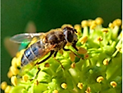 Von lichten Wäldern und Bienen