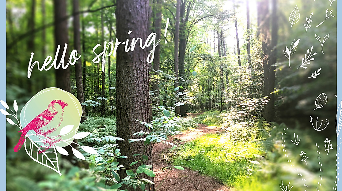 Wald-Auszeit Hamburg im Frühling