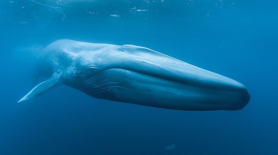 Blue Whales: Return of the Giants