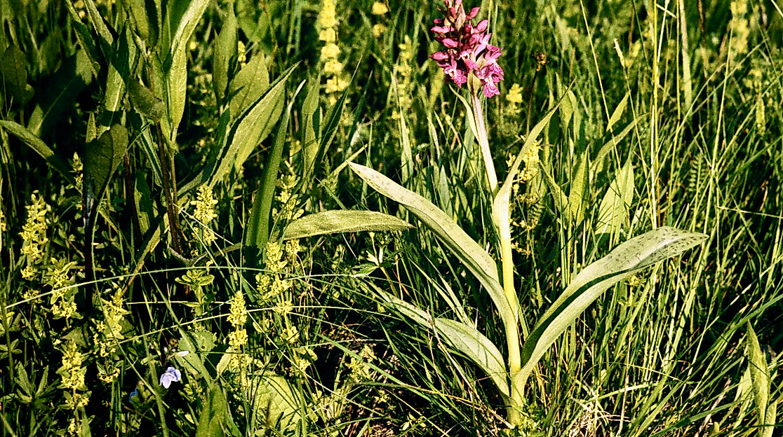 Orchidee Dactylorhiza-majalis