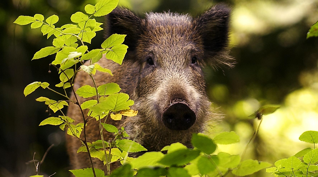 Wildschwein schaut aus dem Wald