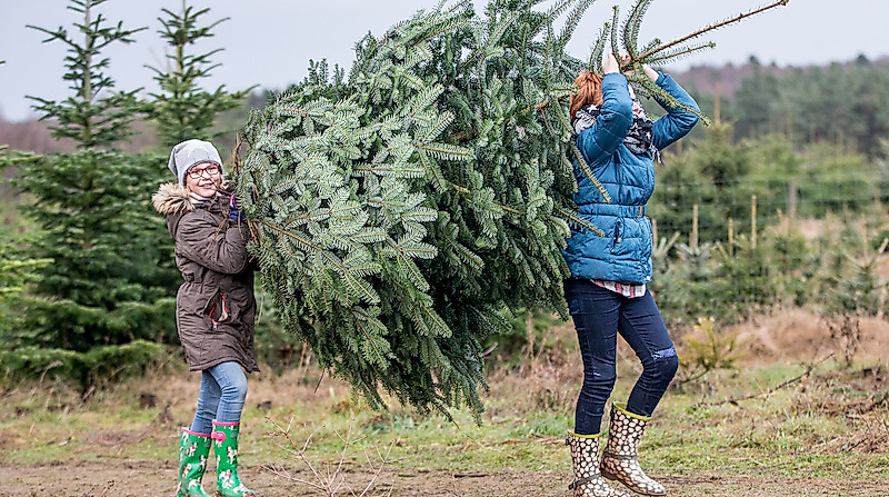 HaspaJoker Tannenbaumschlagen 2025 - im Wildpark Lüneburger Heide