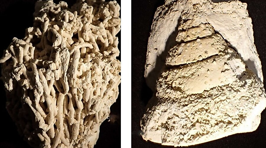 Korallen und Schnecke aus Faxe_Dirk Pittermann