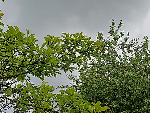 Wadgespräch & Waldspaziergang in Moorfeld, für 60+