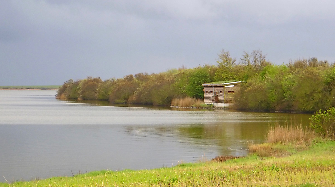 Führung: Die Vogelwelt im Meldorfer Speicherkoog