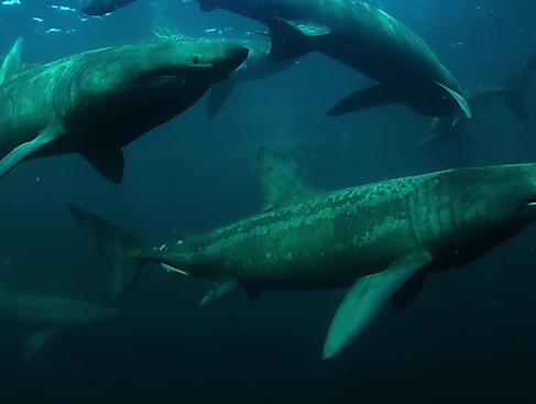 Ireland's wild Islands