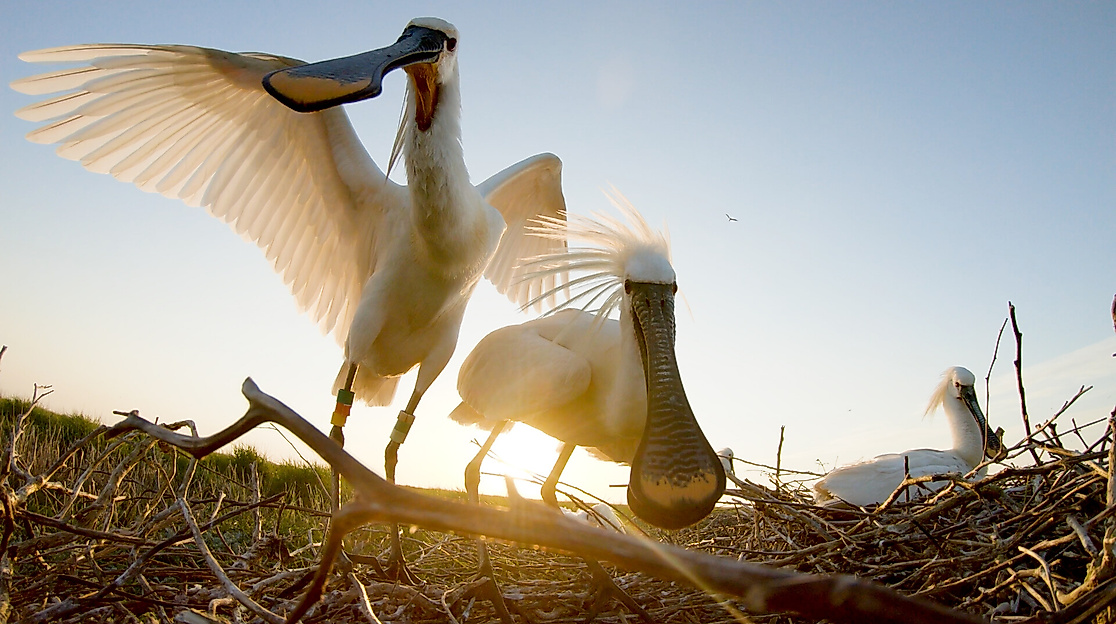 The Spoonbill of a Stirring World