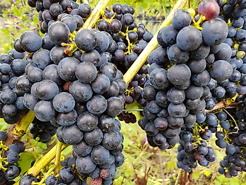 Rotweintrauben am Rebstock