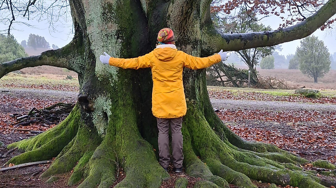 Waldyoga mit Miriam Lütjen