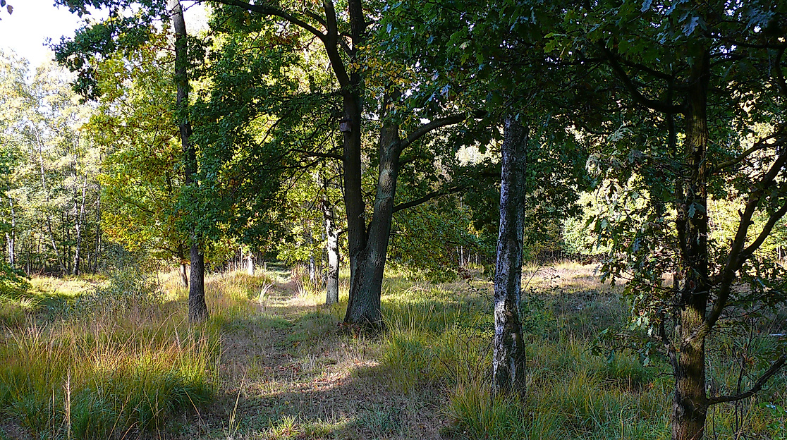 Naturschutzgebiet Rothsteinsmoor Wald