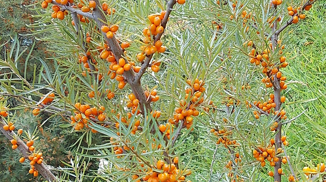 Botanischer Strandspaziergang "Sanddorn, Strandhafer und andere Überlebenskünstler"