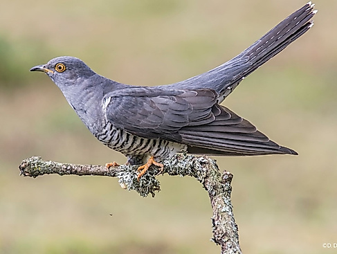 Vogelstimmen Führung