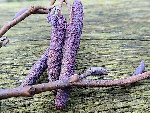 Heilpflanzenexpedition zur Heilkraft der Knospen