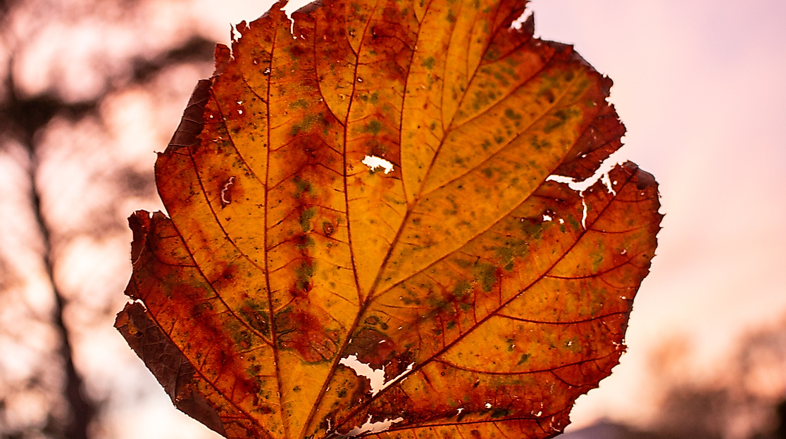 Herbstvergnügen