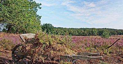 Lueneburger Heide