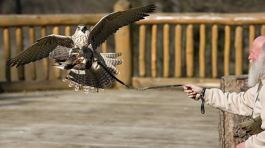 Wildpark Lüneburger Heide Greifvogelshow