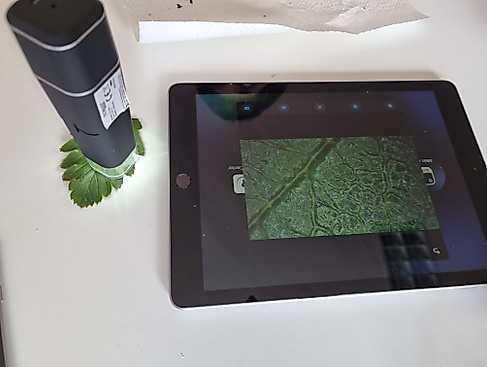 Digitale Mikroskopie